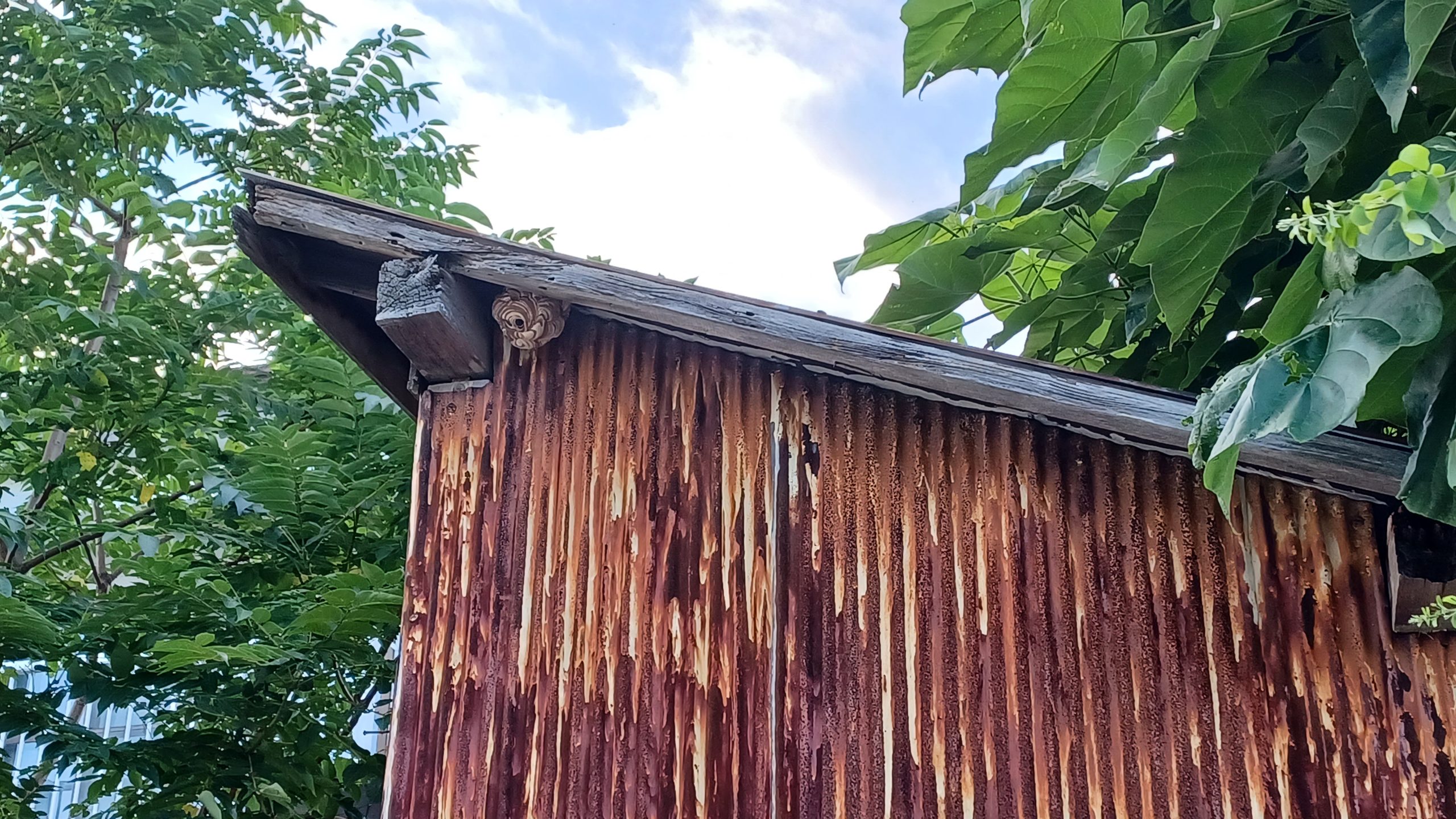 物置の軒下に作られたスズメバチの巣