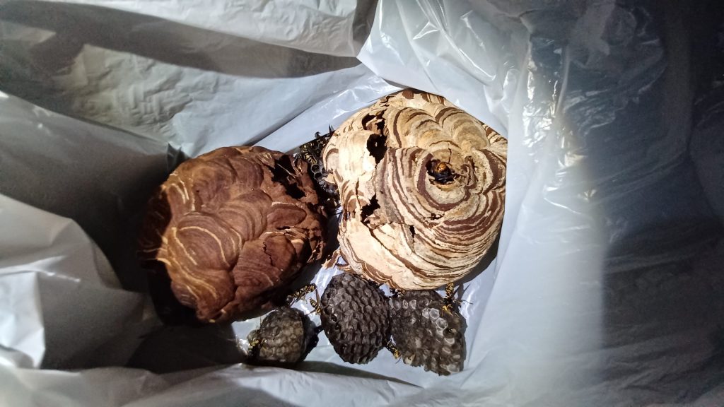 駆除後のスズメバチ、アシナガバチの巣