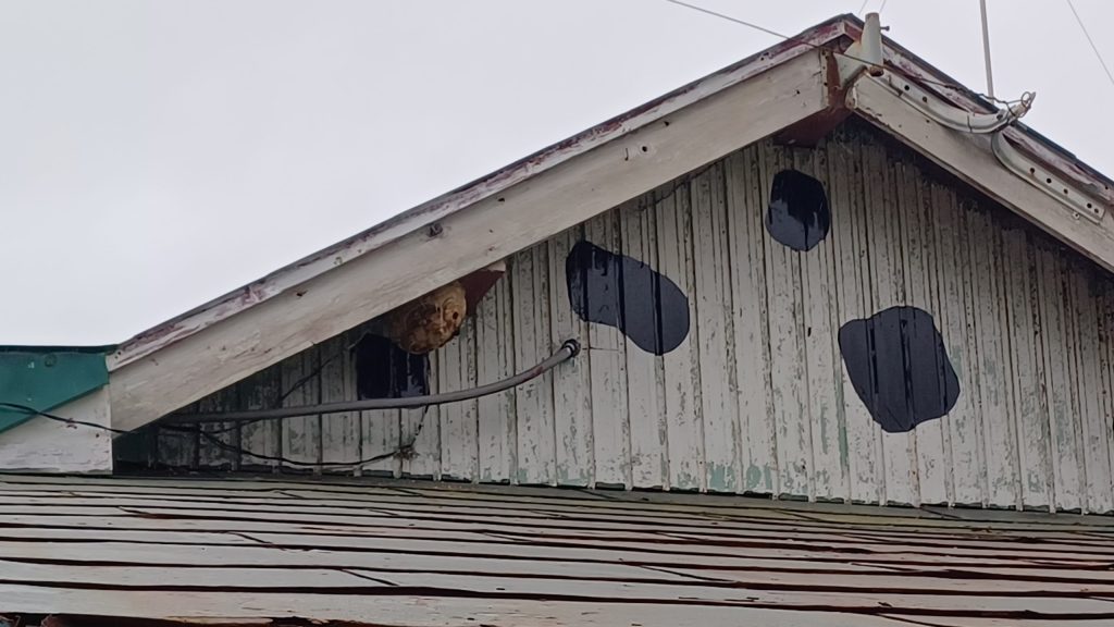 屋根の軒天に作られたスズメバチの巣