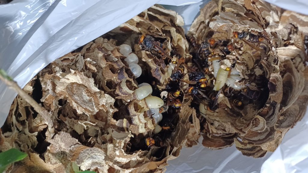駆除した蜂の巣